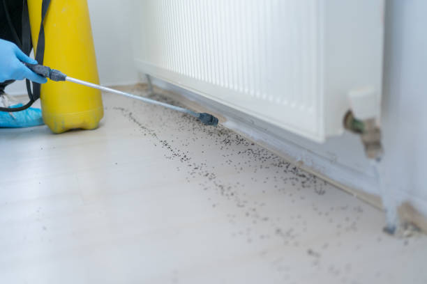 Flea Control Services in Dixon, MO